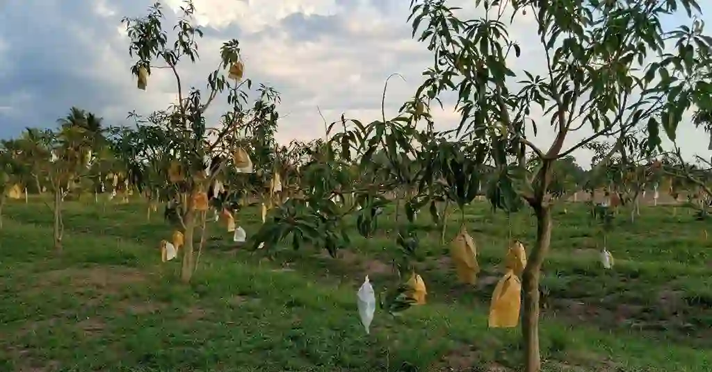 Ladang Harumanis Perlis Ladang Harumanis Perlis